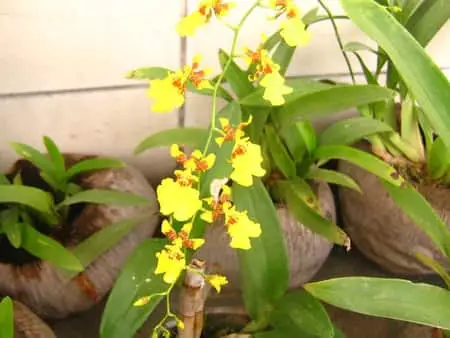 Ciclo de vida de la orquídea 101: Pasos de la vida de su orquídea