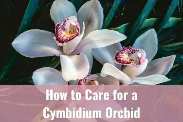 Cómo cuidar de su orquídea Cymbidium
