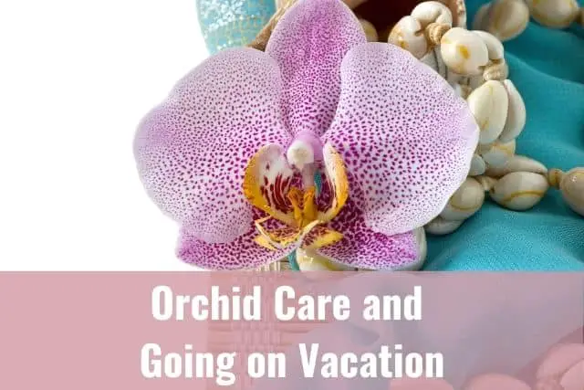 Cómo cuidar las orquídeas durante las vacaciones