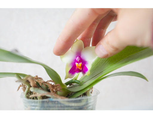 Cómo se reproducen las orquídeas: una guía para propagar su planta de orquídea
