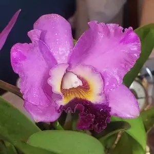 Cómo transferir orquídeas a cultivos semihidropónicos en Leca Pebbles