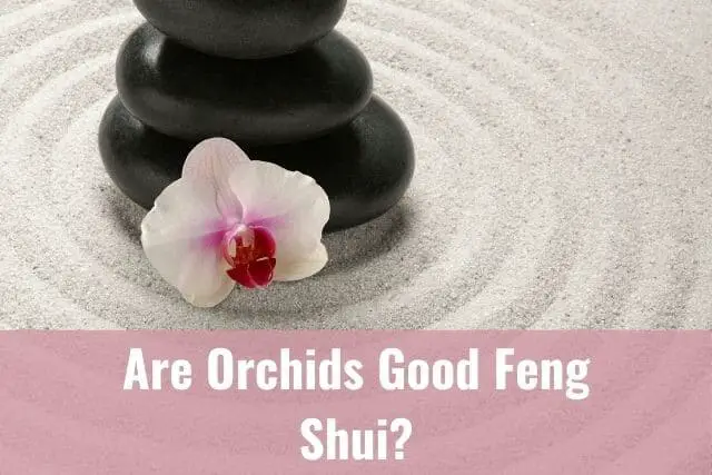 Cómo usar orquídeas para mejorar el Feng Shui de tu hogar