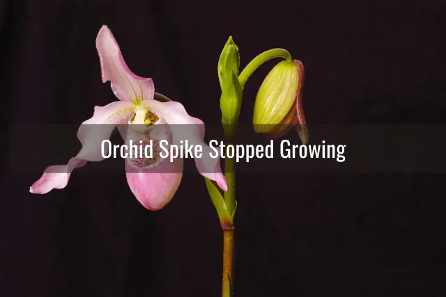 Cuidado de las espigas de las orquídeas: problemas comunes y su tratamiento