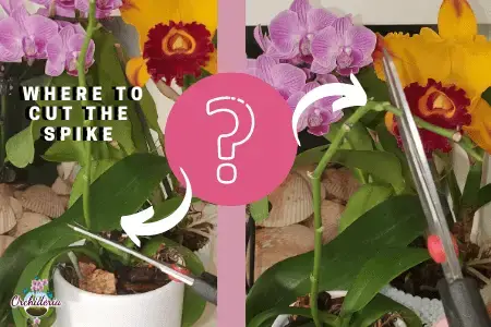 Cuidado de las orquídeas después de la floración: guía completa