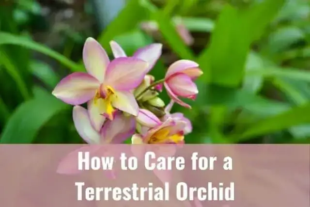 Cuidado de orquídeas terrestres: lo que necesita saber