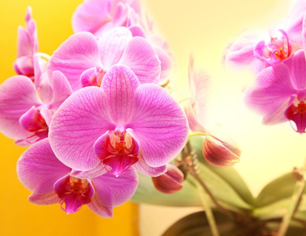 Domine el cuidado de las orquídeas con estos 4 sencillos consejos.