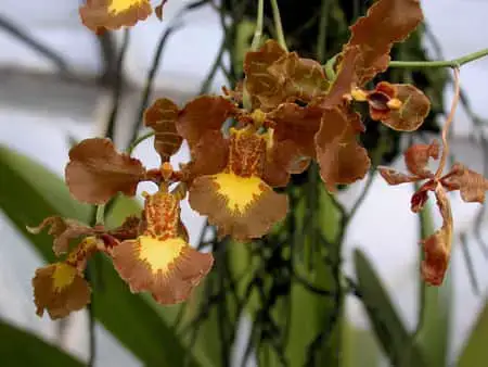 Edema en hojas de orquídea: qué es y cómo tratarlo