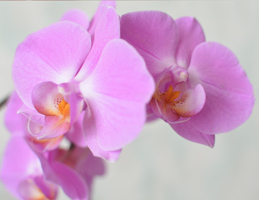 Fertilizante para orquídeas: Domine la alimentación de orquídeas con estos 4 consejos imprescindibles