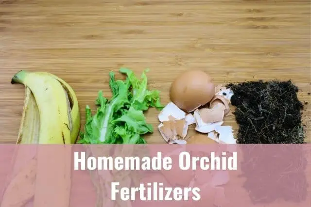 Cómo hacer fertilizante casero para orquídeas