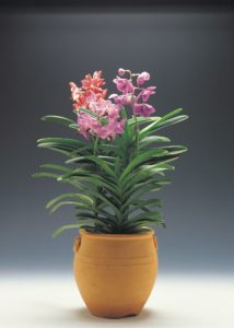 La guía definitiva para comprar la maceta adecuada para orquídeas. (¡Además de un consejo de crecimiento adicional!)