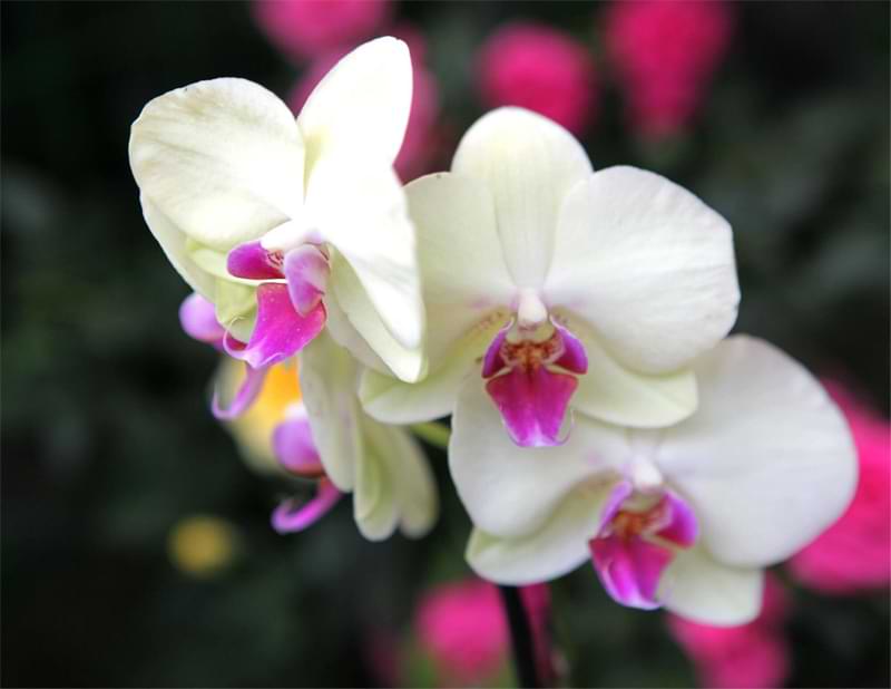 Las 8 razones principales por las que tu orquídea no florece