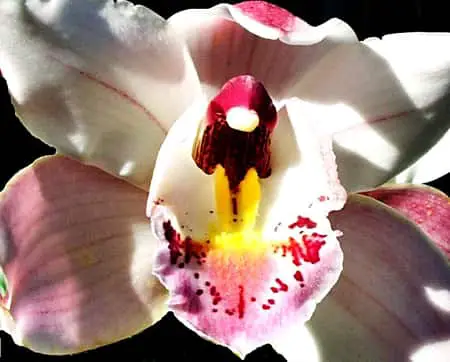 Los 8 mejores sustratos para macetas para orquídeas Cymbidium