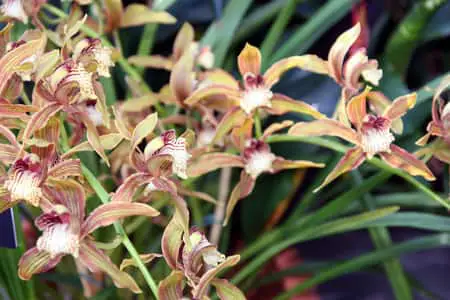 Los mejores consejos y secretos: cómo comprar orquídeas en línea