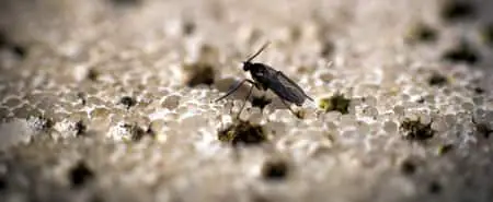 Mosquitos de hongos: por qué la mayoría de los métodos para eliminarlos no funcionan