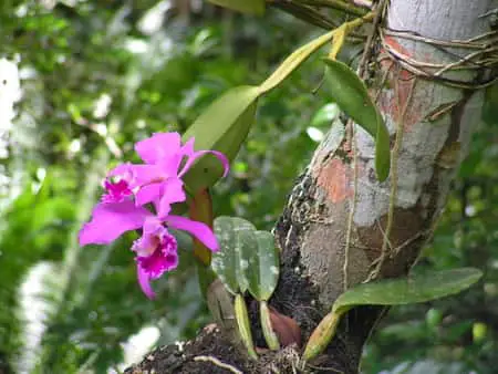 Orquídeas unidas a la raíz: 5 cosas importantes que debes saber