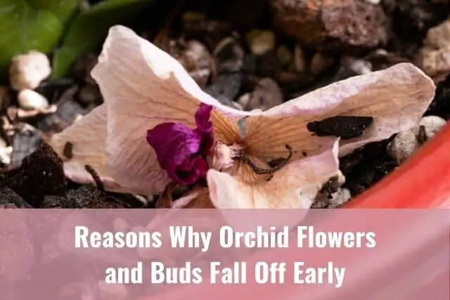 Principales razones por las que las flores de las orquídeas se caen antes de tiempo