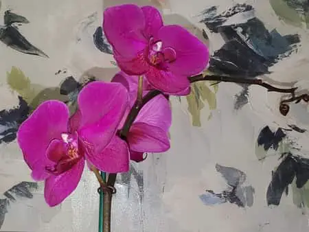 Pros y contras de las perlas de hidrogel como medio para macetas de orquídeas