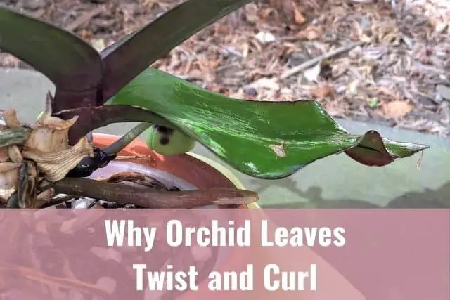 Razones principales por las que las hojas de las orquídeas se tuercen o rizan