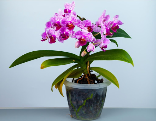 Riego de orquídeas: errores comunes y mejores prácticas para regar su orquídea