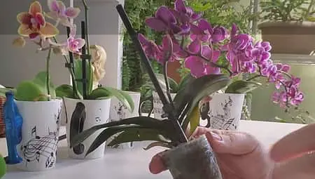 Orquídeas unidas a la raíz: 5 cosas importantes que debes saber