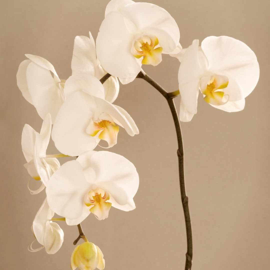 ¿Por qué el tallo de mi orquídea se vuelve marrón? Causas y cómo solucionarlo