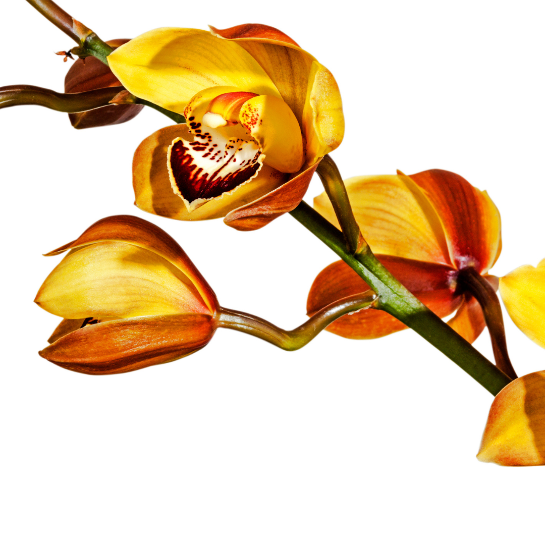 ¿Por qué el tallo de mi orquídea se vuelve amarillo? Causas y cómo solucionarlo