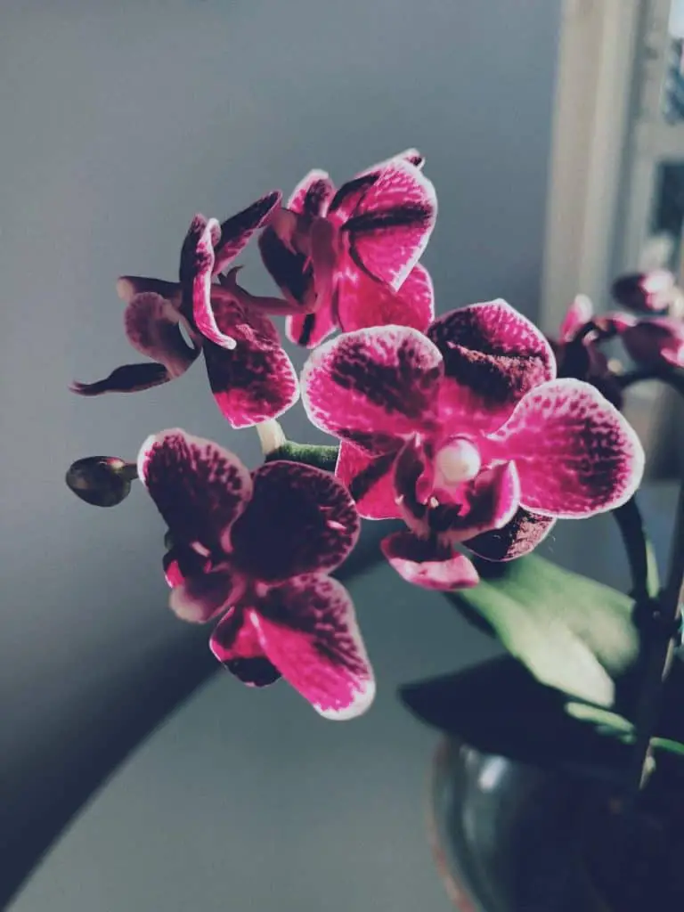 ¿Hojas negras en tu orquídea? Podredumbre negra y cómo tratarla