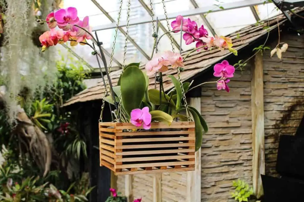 Regar una orquídea montada: todo lo que necesitas saber