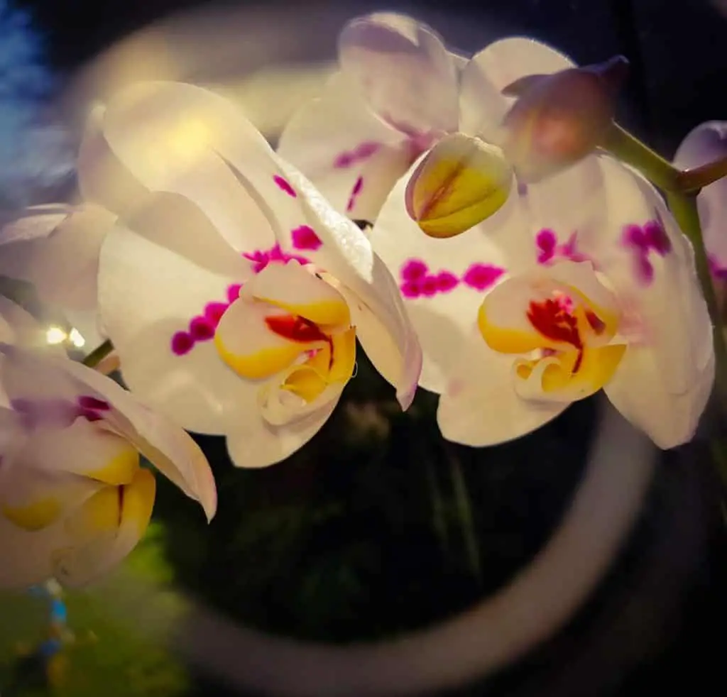 Mezcla para macetas de orquídeas: el medio correcto y el incorrecto