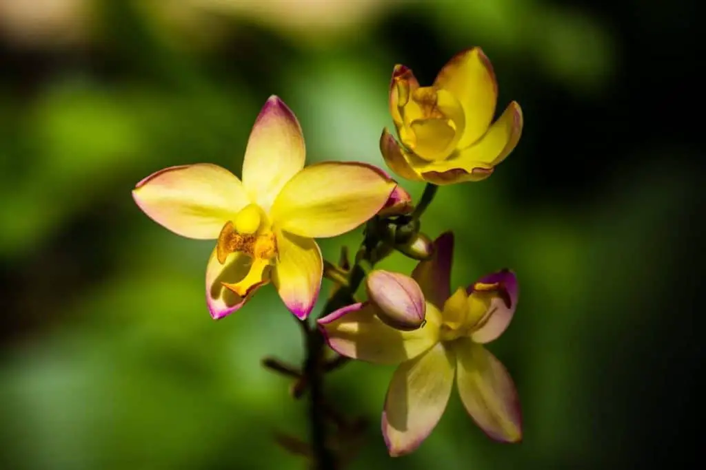 Adaptaciones de orquídeas: increíbles transformaciones para sobrevivir