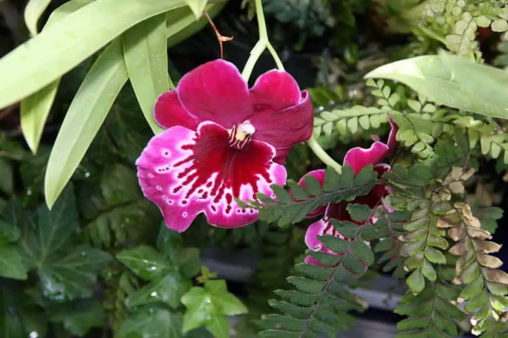 Las 33 mejores orquídeas con poca luz: las mejores orquídeas recomendadas para sombra