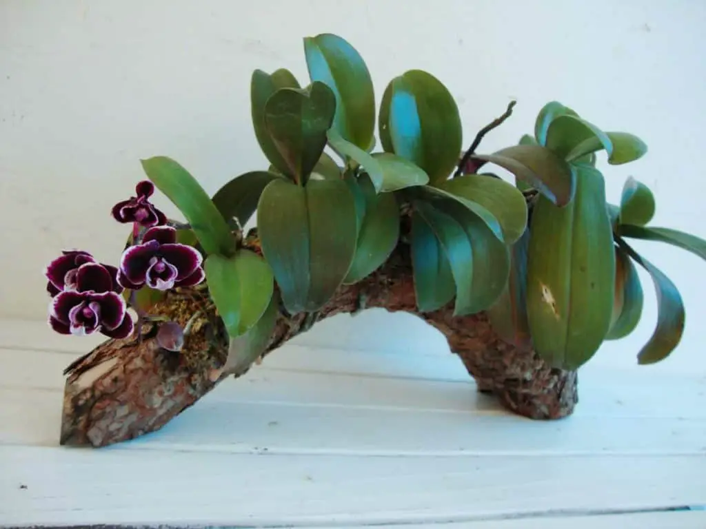 Cómo montar una mini Phalaenopsis en Driftwood
