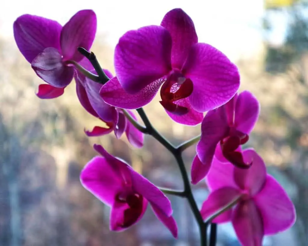 Manchas negras en las hojas de las orquídeas: ¿debo preocuparme?