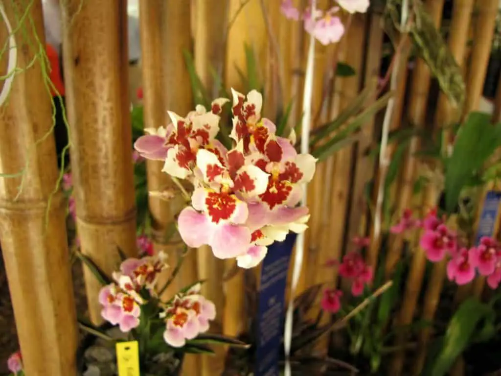 Cómo transferir orquídeas a cultivo de agua completo