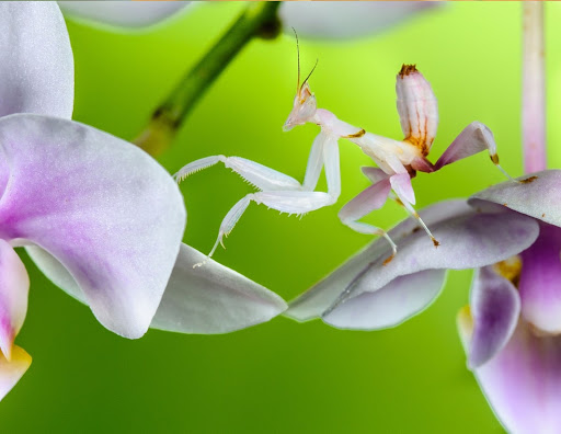 La mantis orquídea: sus 9 preguntas principales respondidas sobre este insecto único en su clase