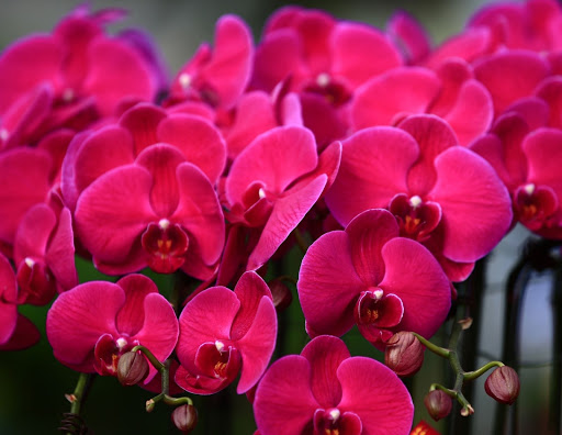 ¿Qué significa tu orquídea para ti? Una guía para el significado y el simbolismo de las orquídeas