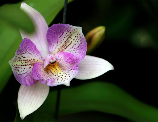 La flor de la orquídea: una historia de significado a través de 6 culturas