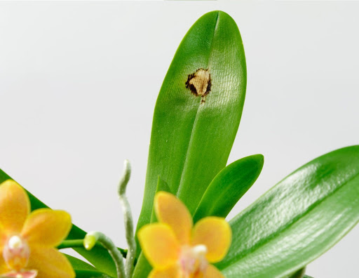 ¿Por qué las hojas de las orquídeas se vuelven amarillas? 4 razones y cómo solucionarlas