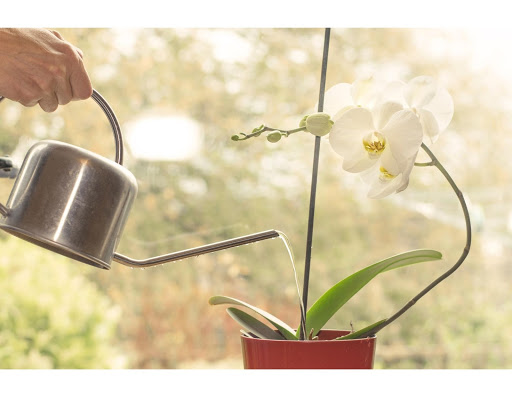 Riego de orquídeas: errores comunes y mejores prácticas para regar su orquídea