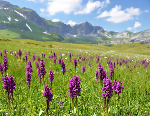 Orquídeas en estado salvaje: 6 datos poco conocidos sobre tus flores silvestres favoritas