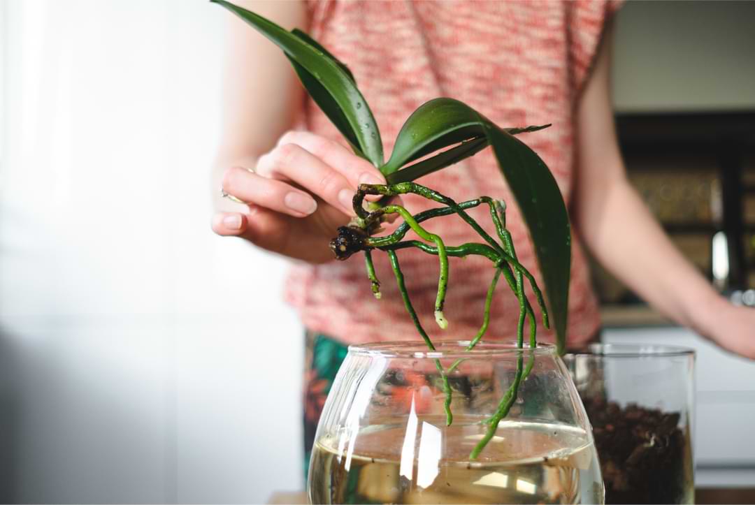 Cuidado de orquídeas para principiantes: su guía completa de 10 pasos para cultivar orquídeas