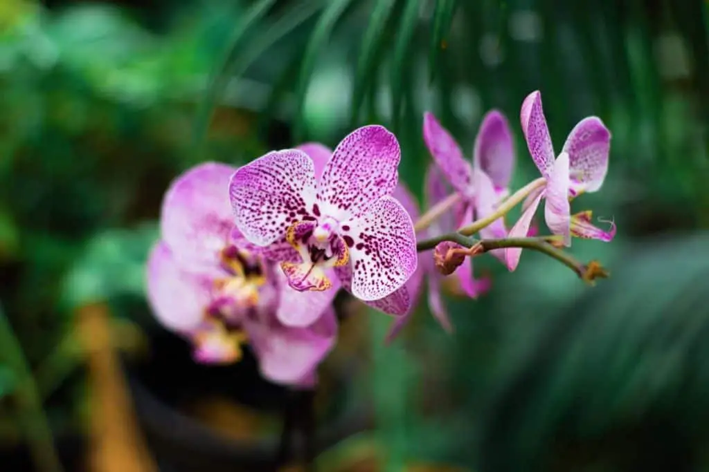 Explosión de brotes: ¿Qué hacer cuando los brotes de las orquídeas se marchitan y caen?