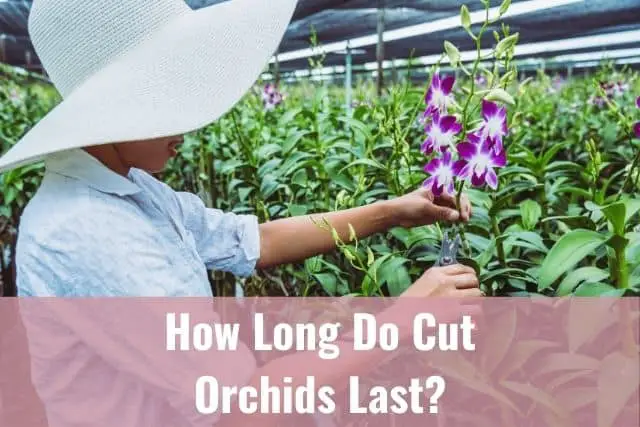 ¿Cuánto tiempo duran las flores de las orquídeas cortadas?