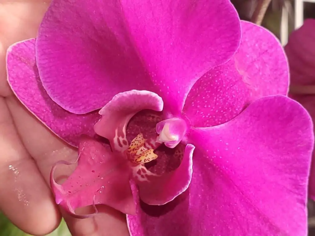 ¿Hoja de orquídea morada? 9 causas y soluciones