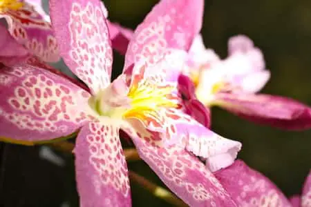 ¿Mi orquídea está muerta o inactiva? Las 8 preguntas principales sobre la latencia de las orquídeas