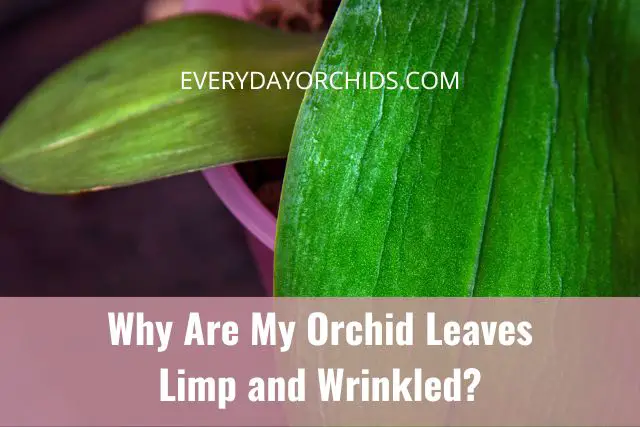 ¿Por qué las hojas de mis orquídeas están marchitas, flojas y arrugadas?
