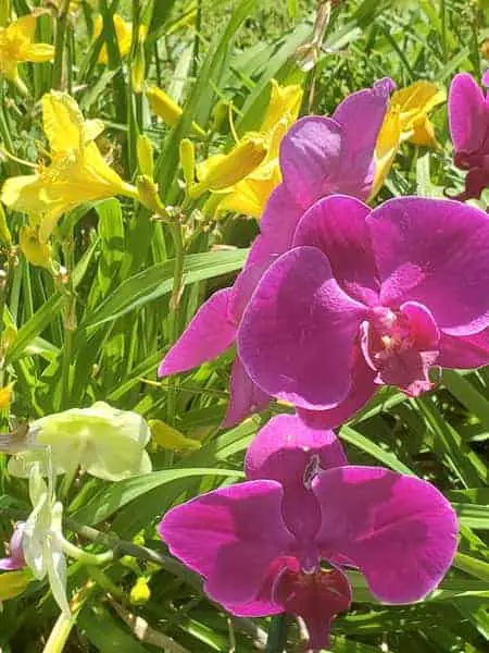 ¿Se puede plantar una orquídea Phalaenopsis en el exterior?
