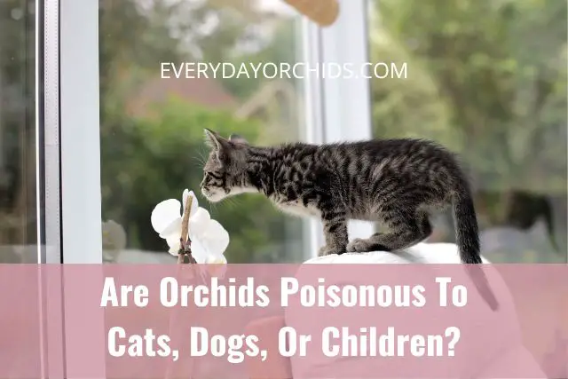 ¿Son las orquídeas venenosas para gatos, perros o niños?