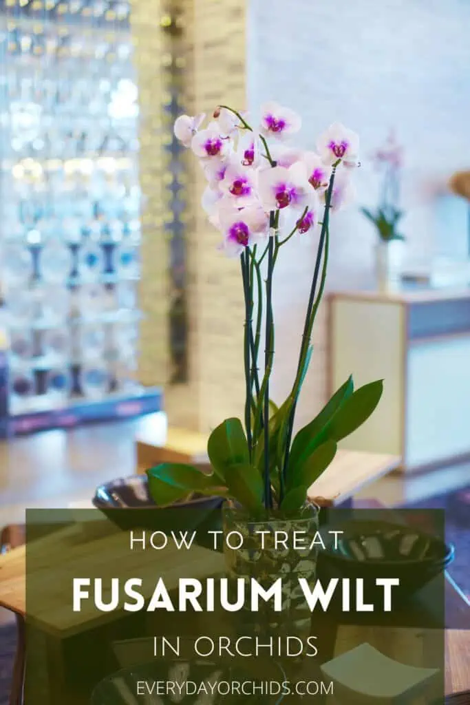 Marchitez por Fusarium en orquídeas: cómo reconocerla y tratarla