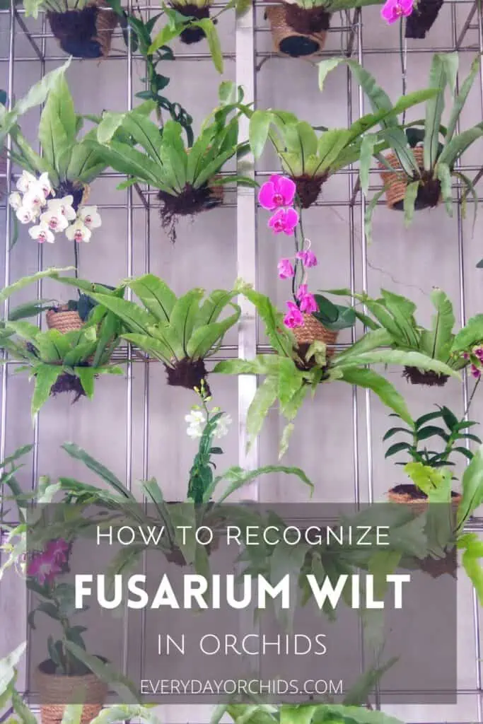 Marchitez por Fusarium en orquídeas: cómo reconocerla y tratarla